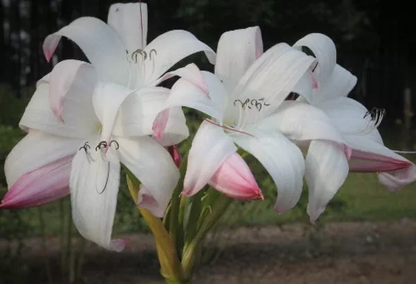crinum-mrs-james-hendry Crinum ‘Mrs. James Hendry’
