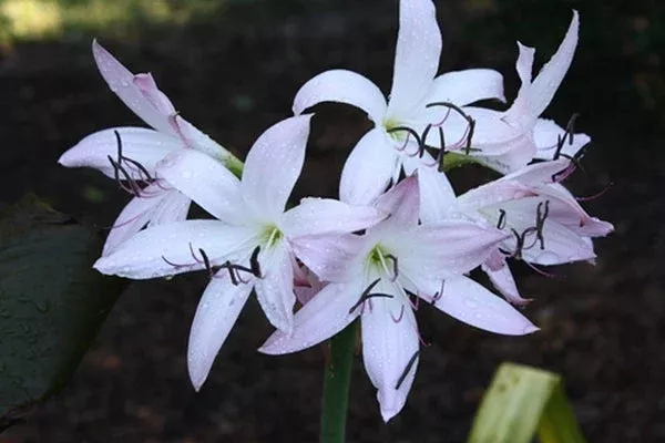 crinum-pink-perfume Crinum ‘Pink Perfume’