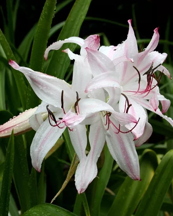 Crinum ‘Royal White’