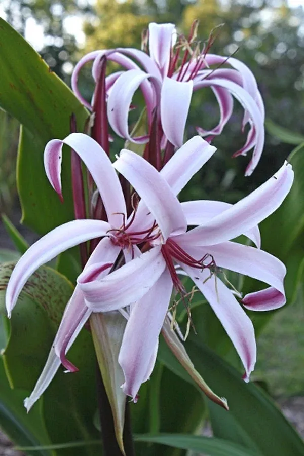 Crinum x augustum