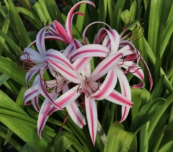 Crinum x baconi ‘Maurine Spinks’
