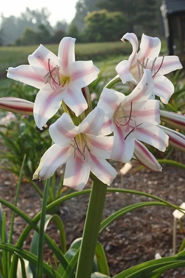 crinum-x-herbertii-cecil-s-choice Crinum x herbertii ‘Cecil’s Choice’