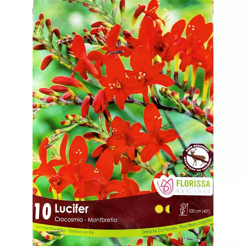 crocosmia-lucifer-10-pack Crocosmia – Lucifer 10 Pack