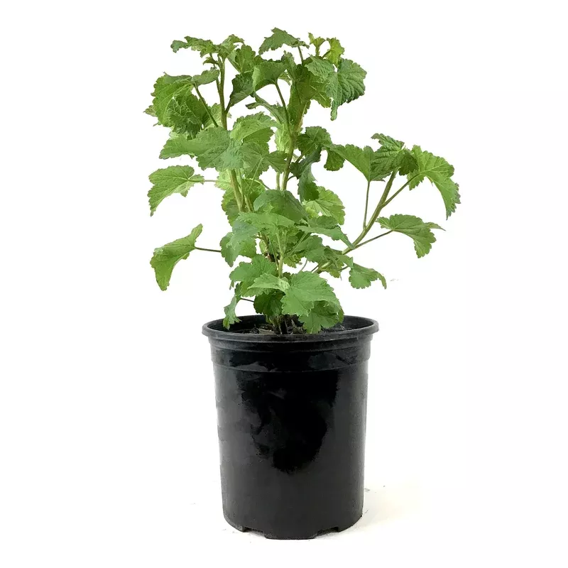 currant-1-gal-red-lake Currant 1 gal Red Lake