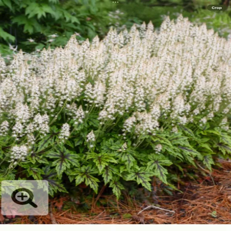 cutting-edge-foamflowertiarella-hybrid ‘Cutting Edge’ FoamflowerTiarella hybrid