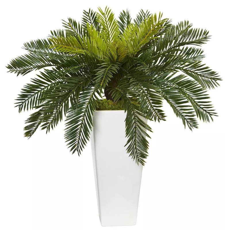 cycas-in-white-planter Cycas in White Planter