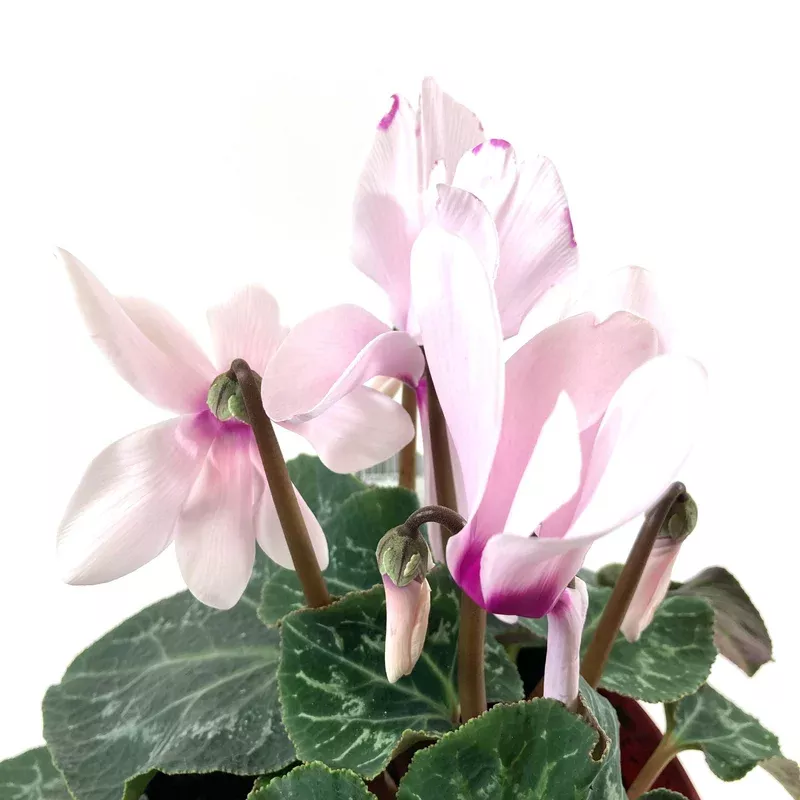 cyclamen-7-5in-halios-asst Cyclamen 7.5in Halios Asst