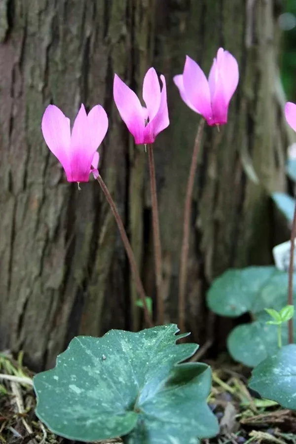 cyclamen-rhodium Cyclamen rhodium