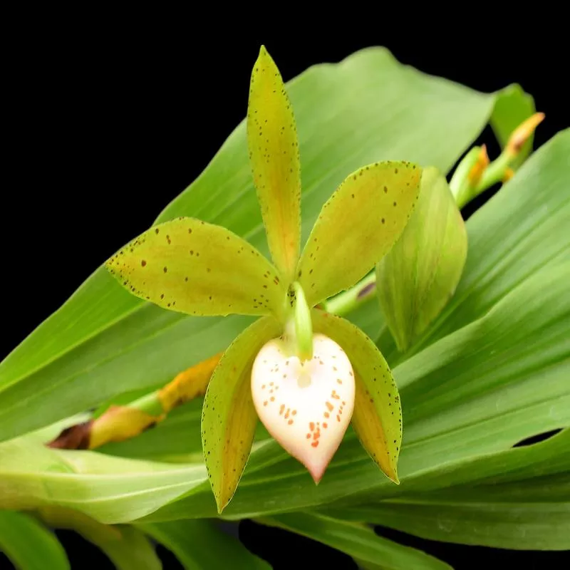 Cycnoches haagii