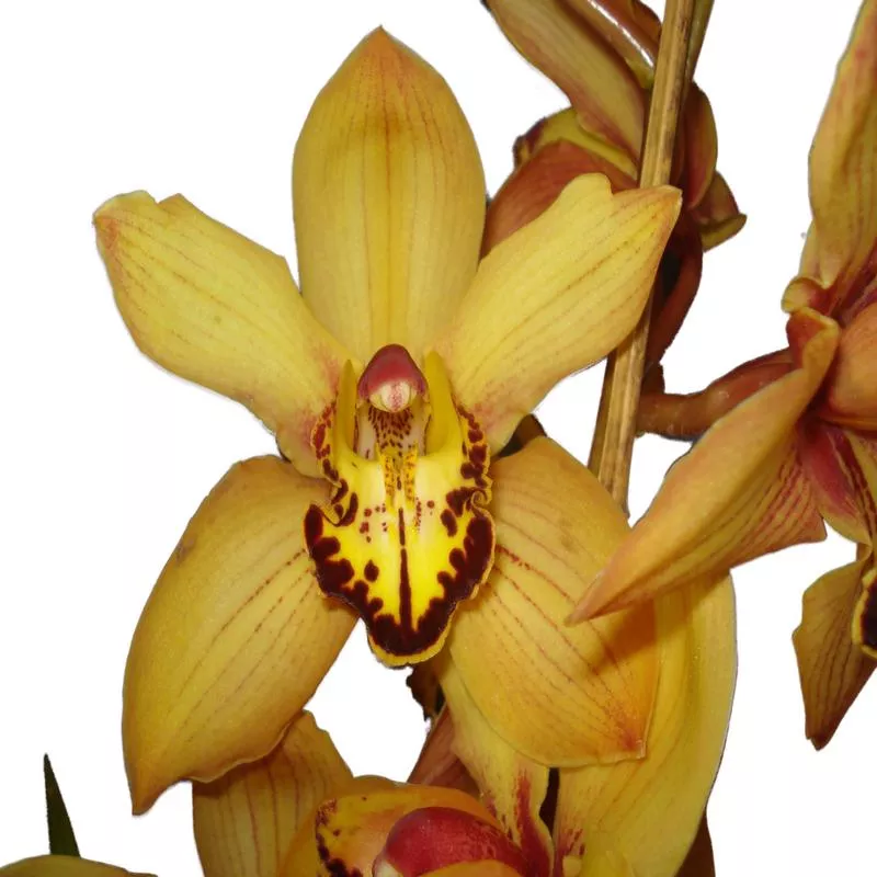 Cymbidium Bosangles Dancing Man Mustan – Ride