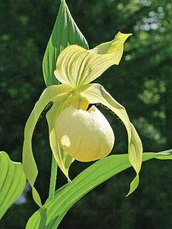 cypripedium-aki-pastel Cypripedium ‘Aki Pastel’