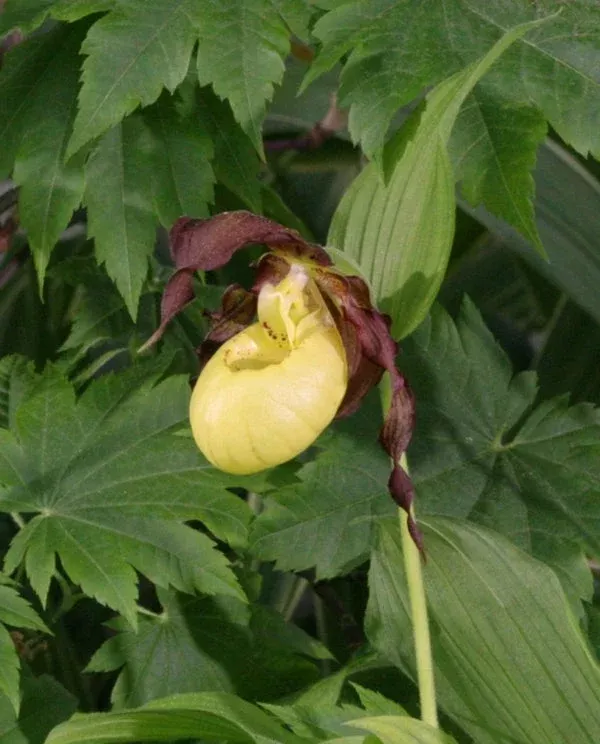 cypripedium-dietrich Cypripedium ‘Dietrich’