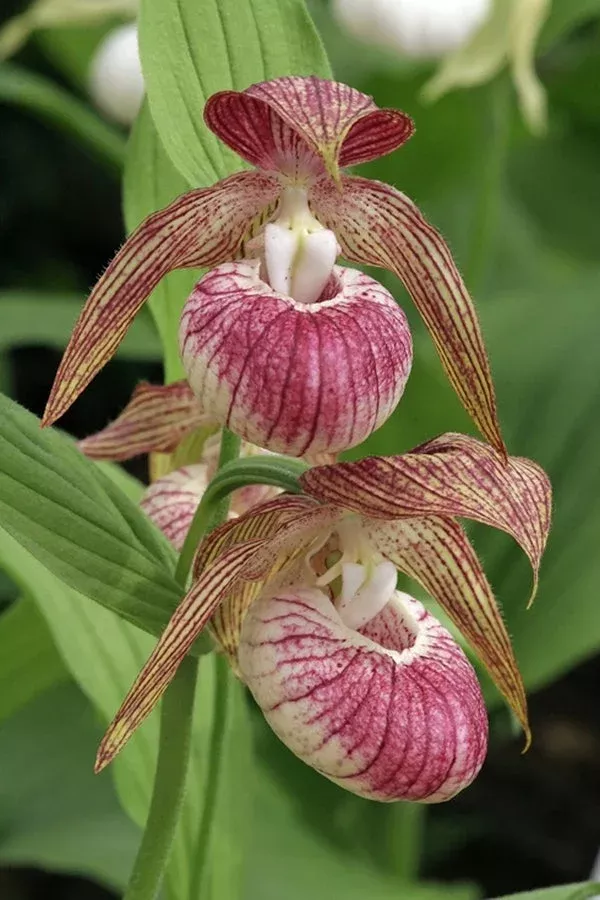 cypripedium-hans-erni Cypripedium ‘Hans Erni’