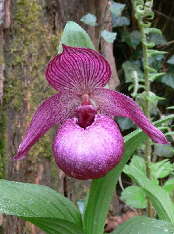 cypripedium-henric Cypripedium ‘Henric’