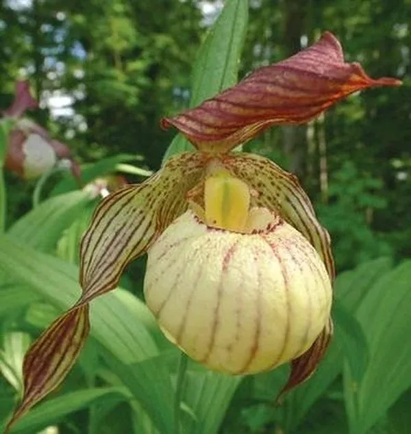 cypripedium-paul Cypripedium ‘Paul’