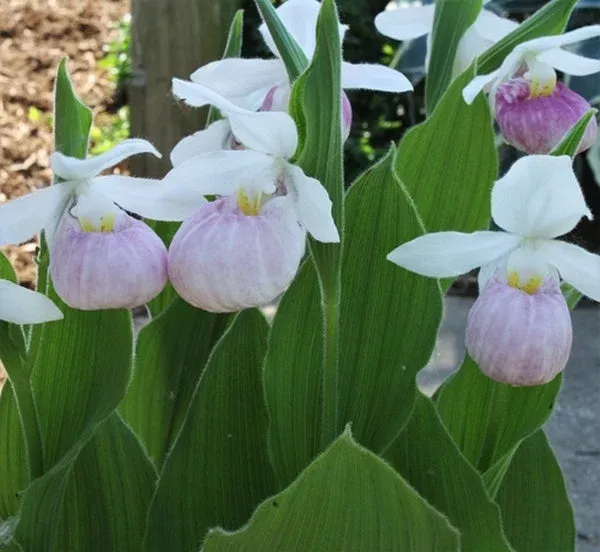 cypripedium-reginae Cypripedium reginae