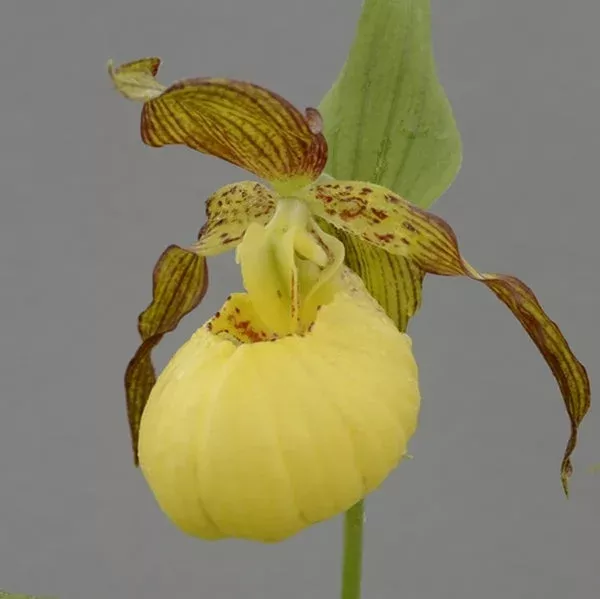 cypripedium-sunny Cypripedium ‘Sunny’