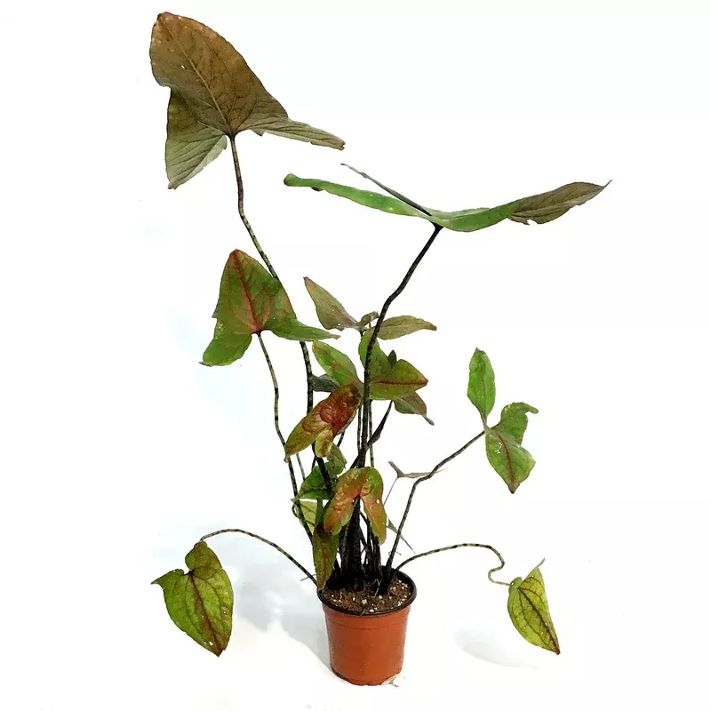 cyrtosperma-4in-johnstonii Cyrtosperma 4in Johnstonii