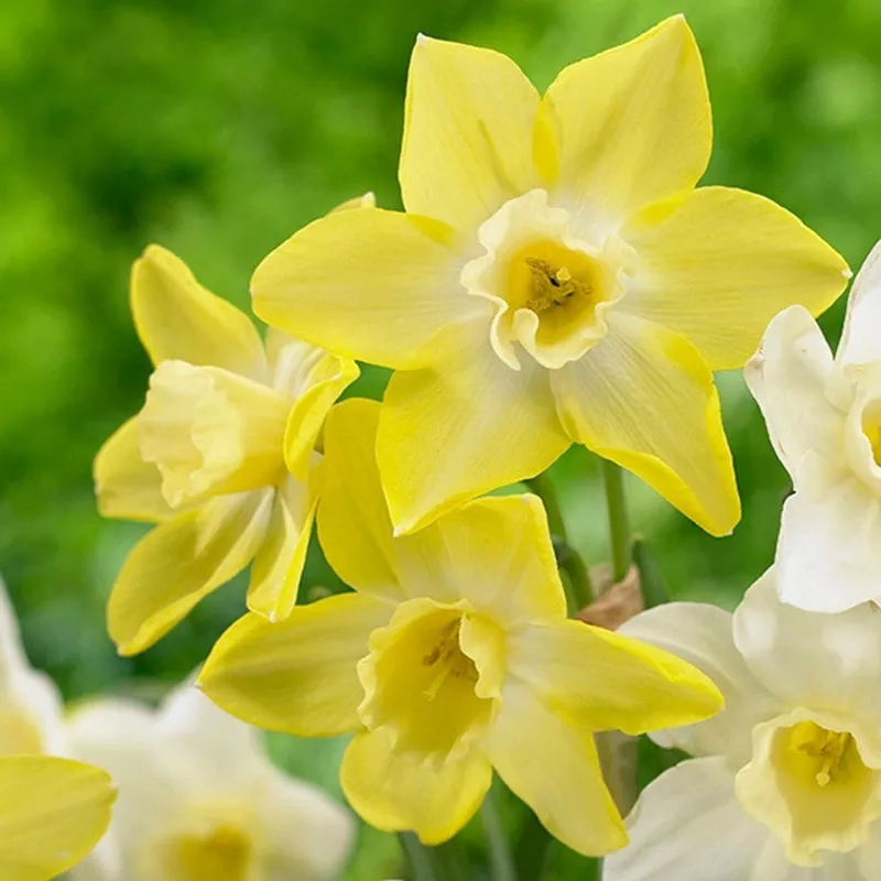 daffodil-jonquilla-lemon-sailboat Daffodil Jonquilla Lemon Sailboat