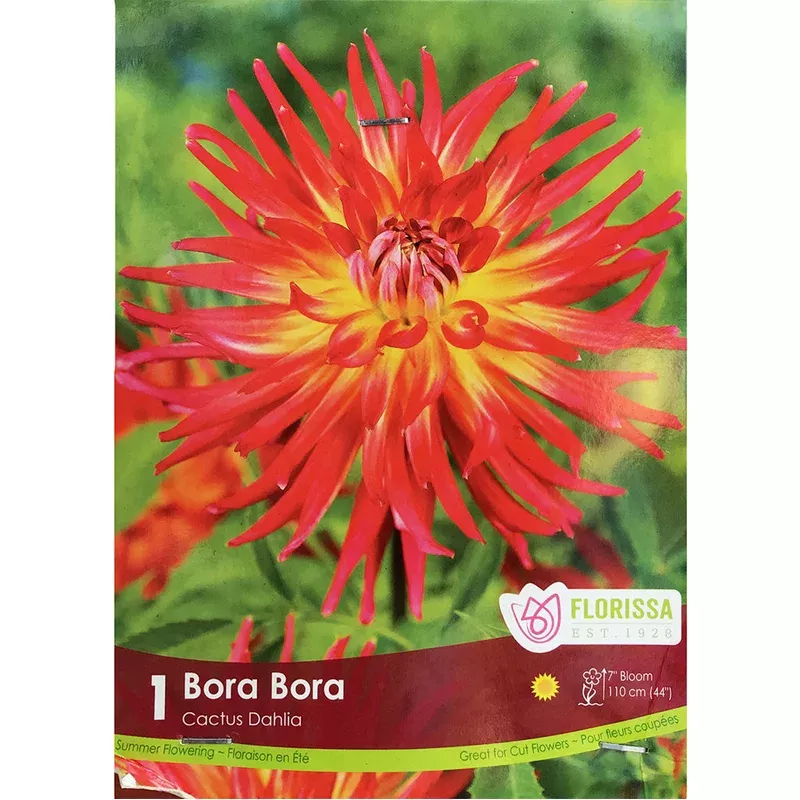 Dahila Decorative -Fringed Bora Bora 1 Pack