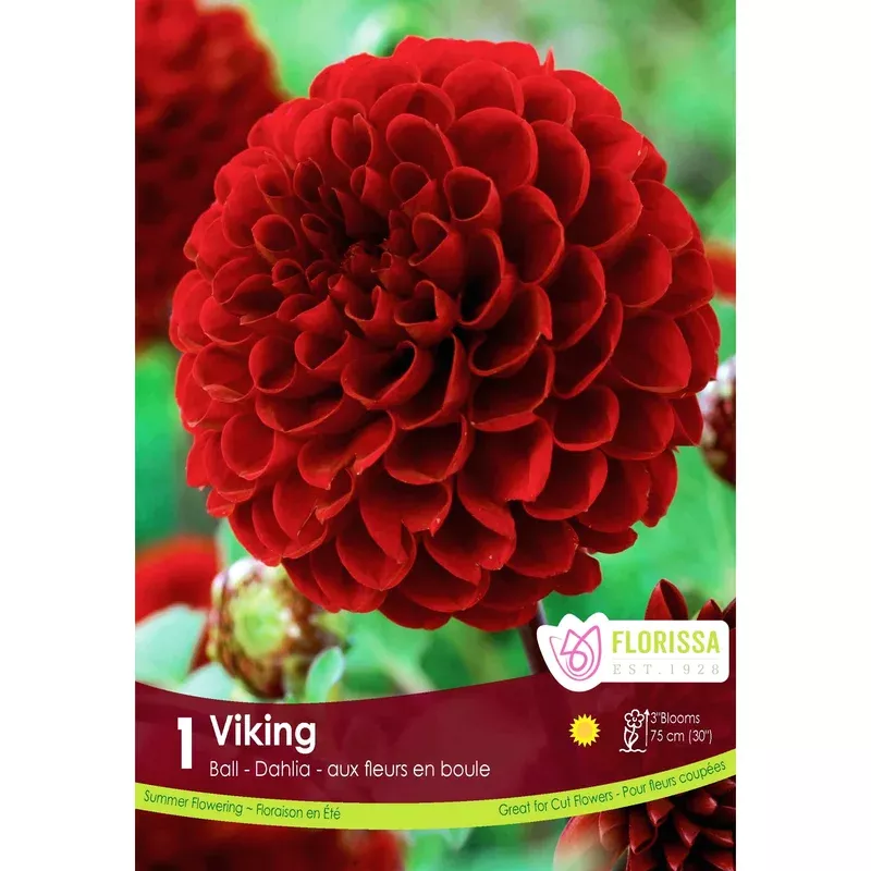dahila-decorative-pompon-viking-1-pack Dahila Decorative – Pompon Viking 1 Pack