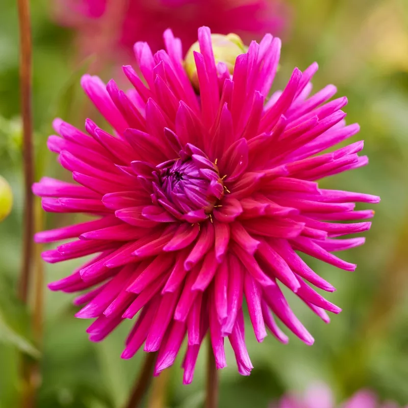 dahlia-cactus-purple-gem Dahlia Cactus Purple Gem