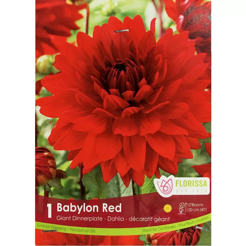 dahlia-dinnerplate-babylon-red-bulbs-1pk Dahlia Dinnerplate – Babylon Red Bulbs 1pk