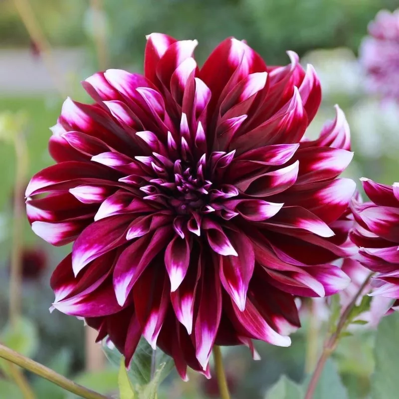 dahlia-dinnerplate-contraste Dahlia Dinnerplate Contraste