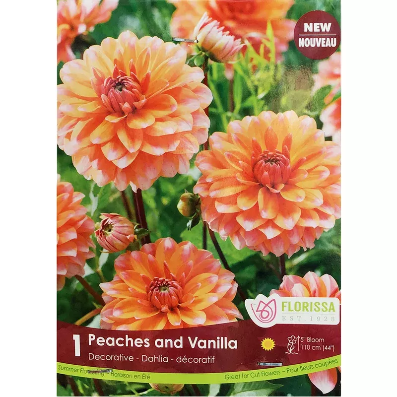 dahlia-peaches-vanilla-bulbs-1pk Dahlia – Peaches & Vanilla Bulbs 1pk