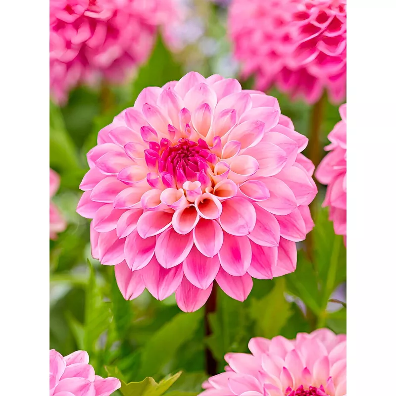 dahlia-princess-laetitia Dahlia Princess Laetitia