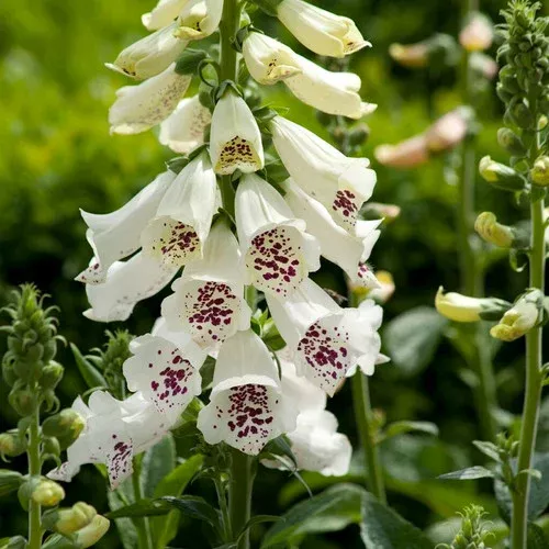 Dalmatian White Foxglove