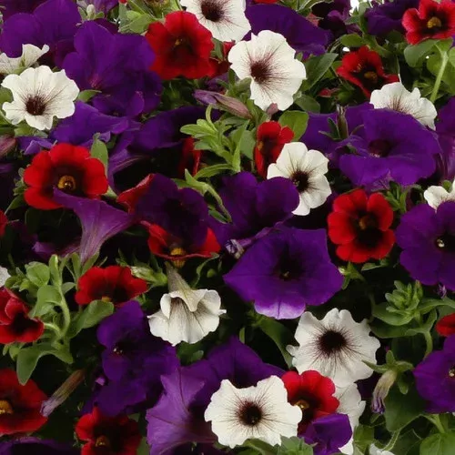 decadent-container-garden Decadent Container Garden