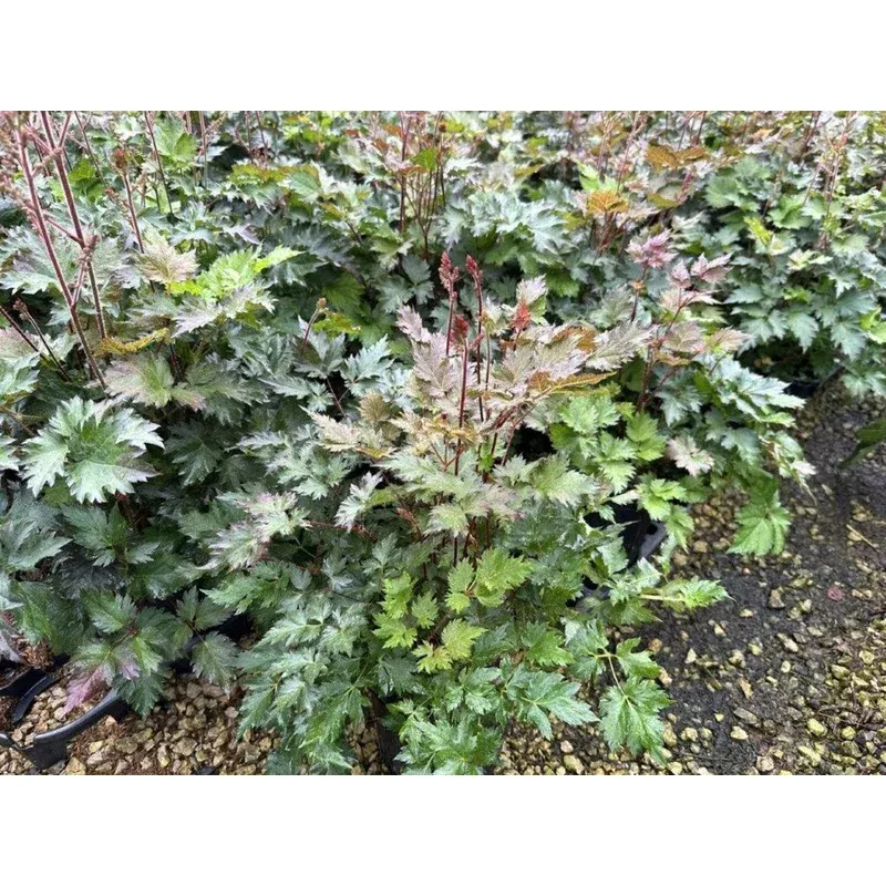 delft-lace-hybrid-astilbe ‘Delft Lace’ Hybrid Astilbe