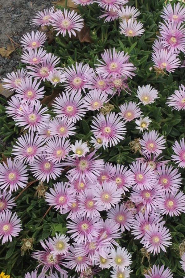 delosperma-lavender-ice Delosperma ‘Lavender Ice’
