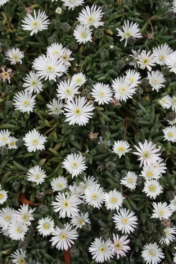 delosperma-osberg Delosperma ‘Osberg’