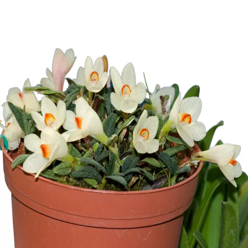 Dendrobium cuthbertsonii f. alba