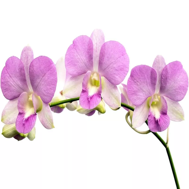 dendrobium-rattana-pink Dendrobium Rattana Pink