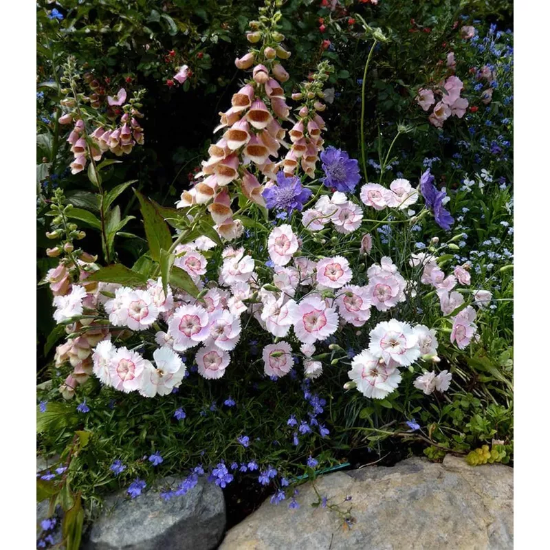 dianthus-georgia-peach-pie Dianthus – Georgia Peach Pie
