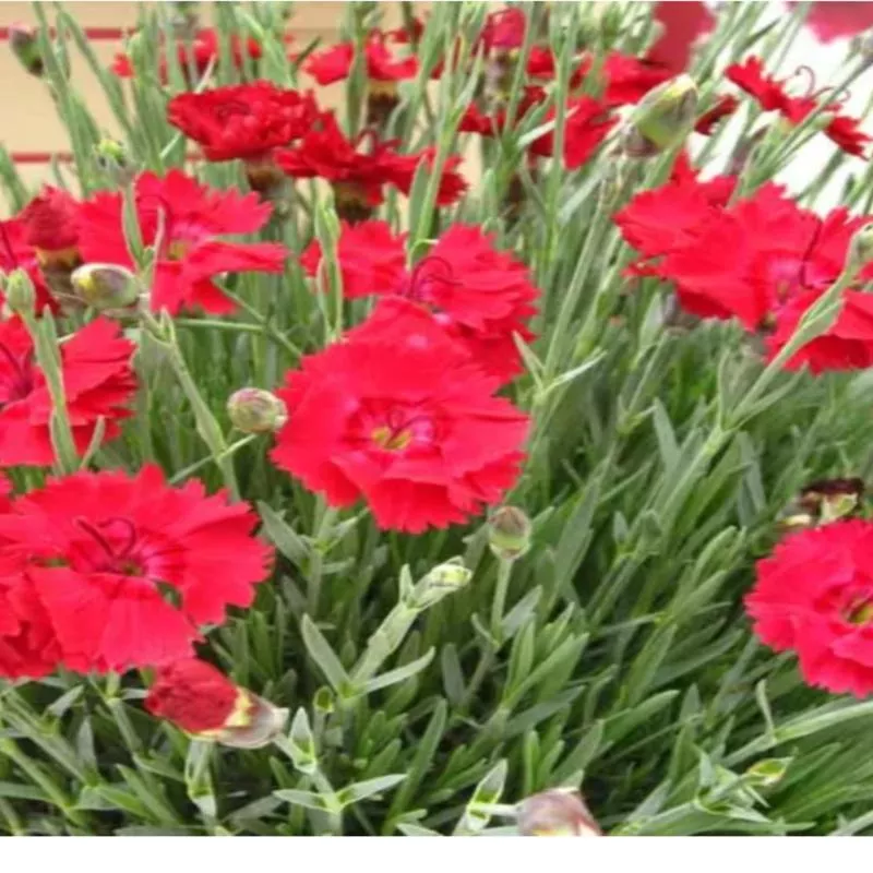dianthus-hybrida-fire-star Dianthus hybrida Fire Star