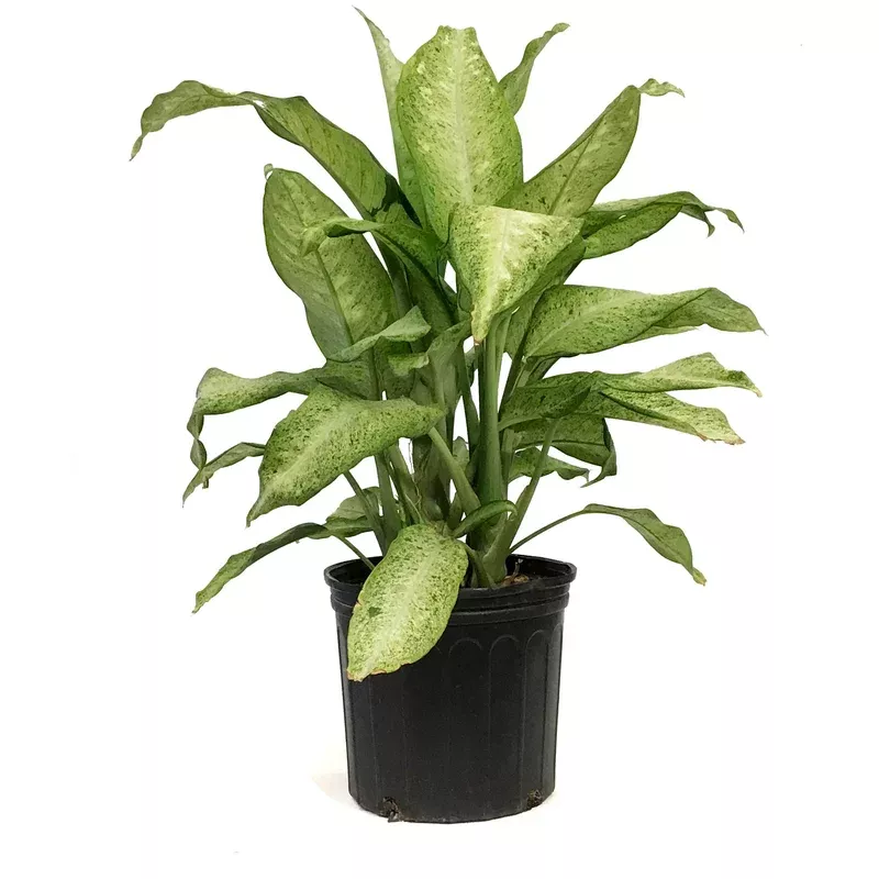 dieffenbachia-10in-camouflage Dieffenbachia 10in Camouflage