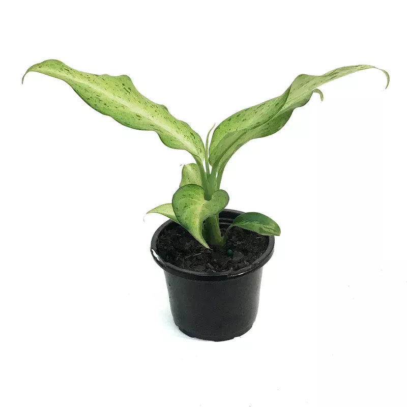 dieffenbachia-4in-camouflage Dieffenbachia 4in Camouflage