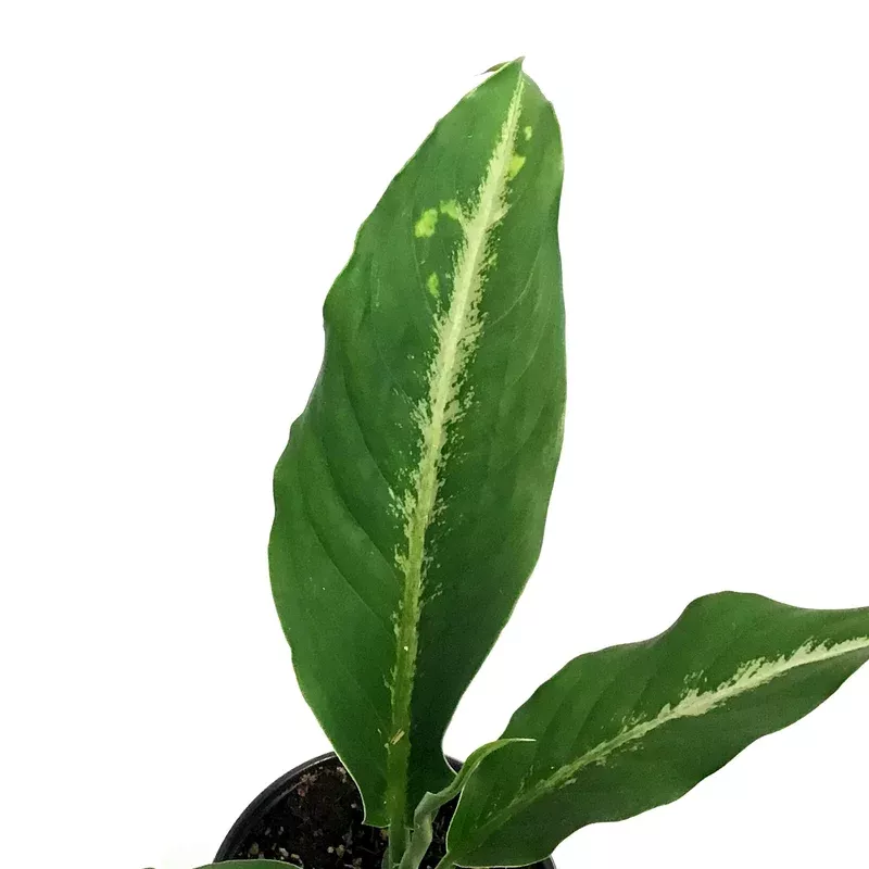 dieffenbachia-4in-panther Dieffenbachia 4in Panther