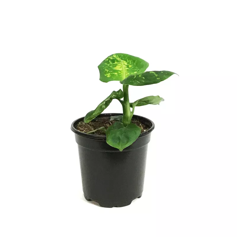 dieffenbachia-4in-reflector Dieffenbachia 4in Reflector