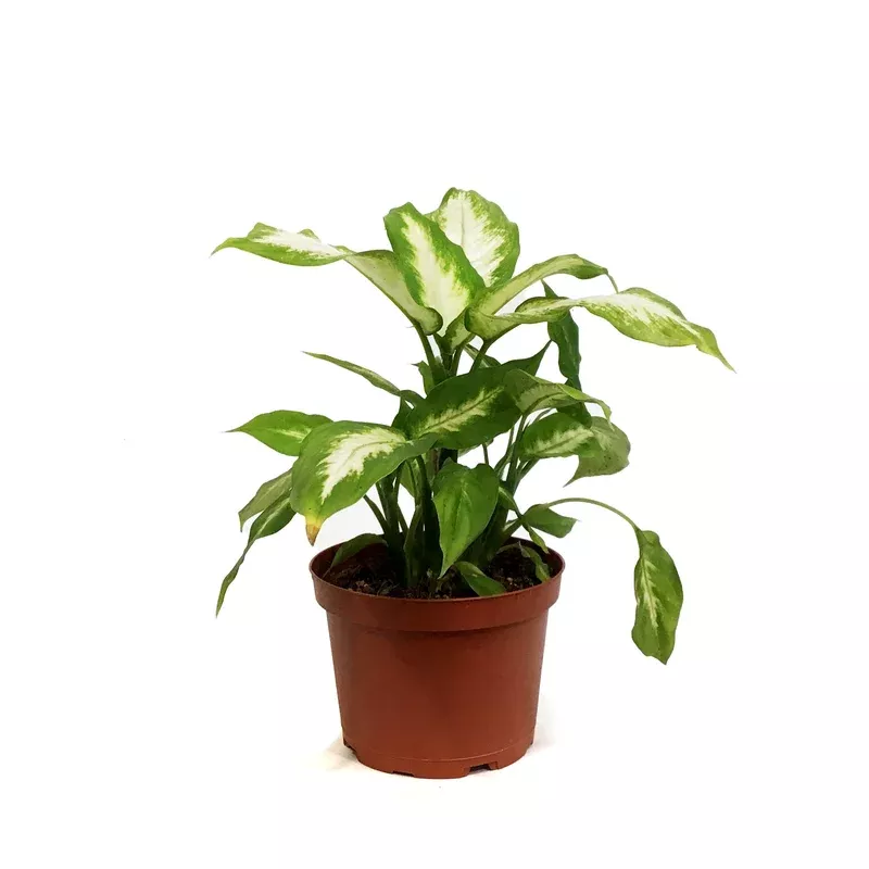 dieffenbachia-6in-camille Dieffenbachia 6in Camille