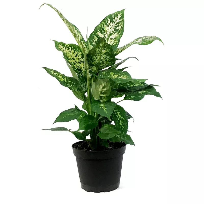 Dieffenbachia 6in Perfection Compacta