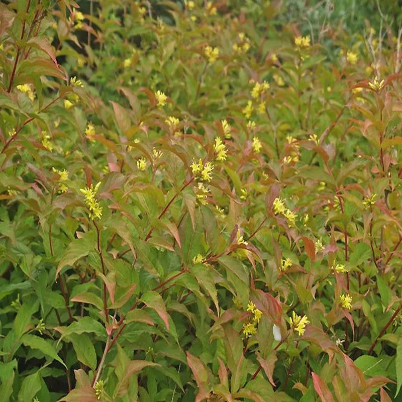 diervilla-sessilifolia DIERVILLA SESSILIFOLIA