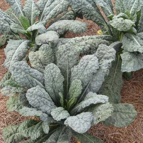 dinosaur-kale Dinosaur Kale