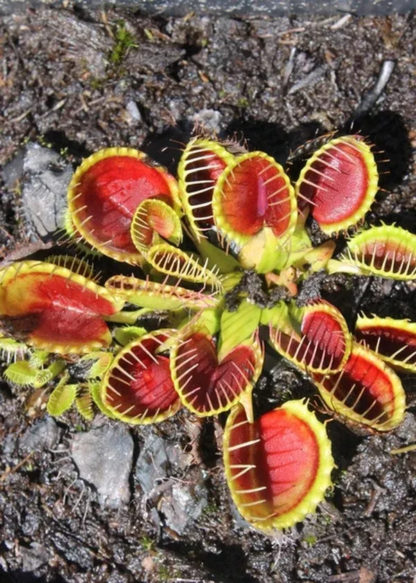dionaea-muscipula-cupped-trap Dionaea muscipula ‘Cupped Trap’