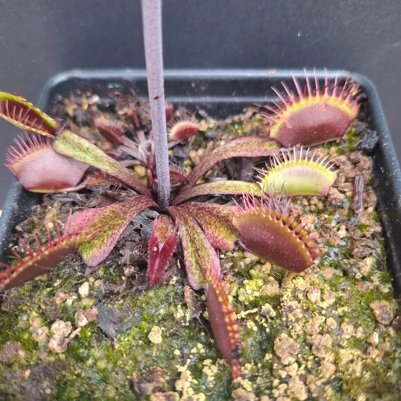 Dionaea muscipula VENUS FLYTRAP ‘ASURA’ x OP