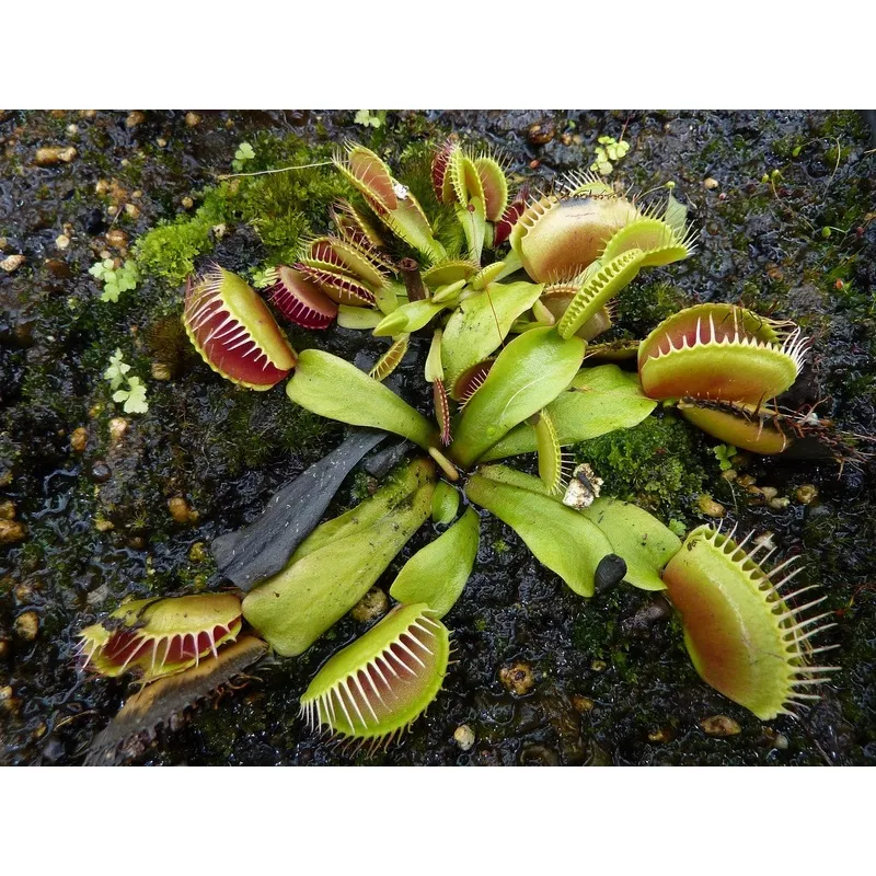 dionaea-muscipula-venus-flytrap-mix Dionaea muscipula VENUS FLYTRAP MIX